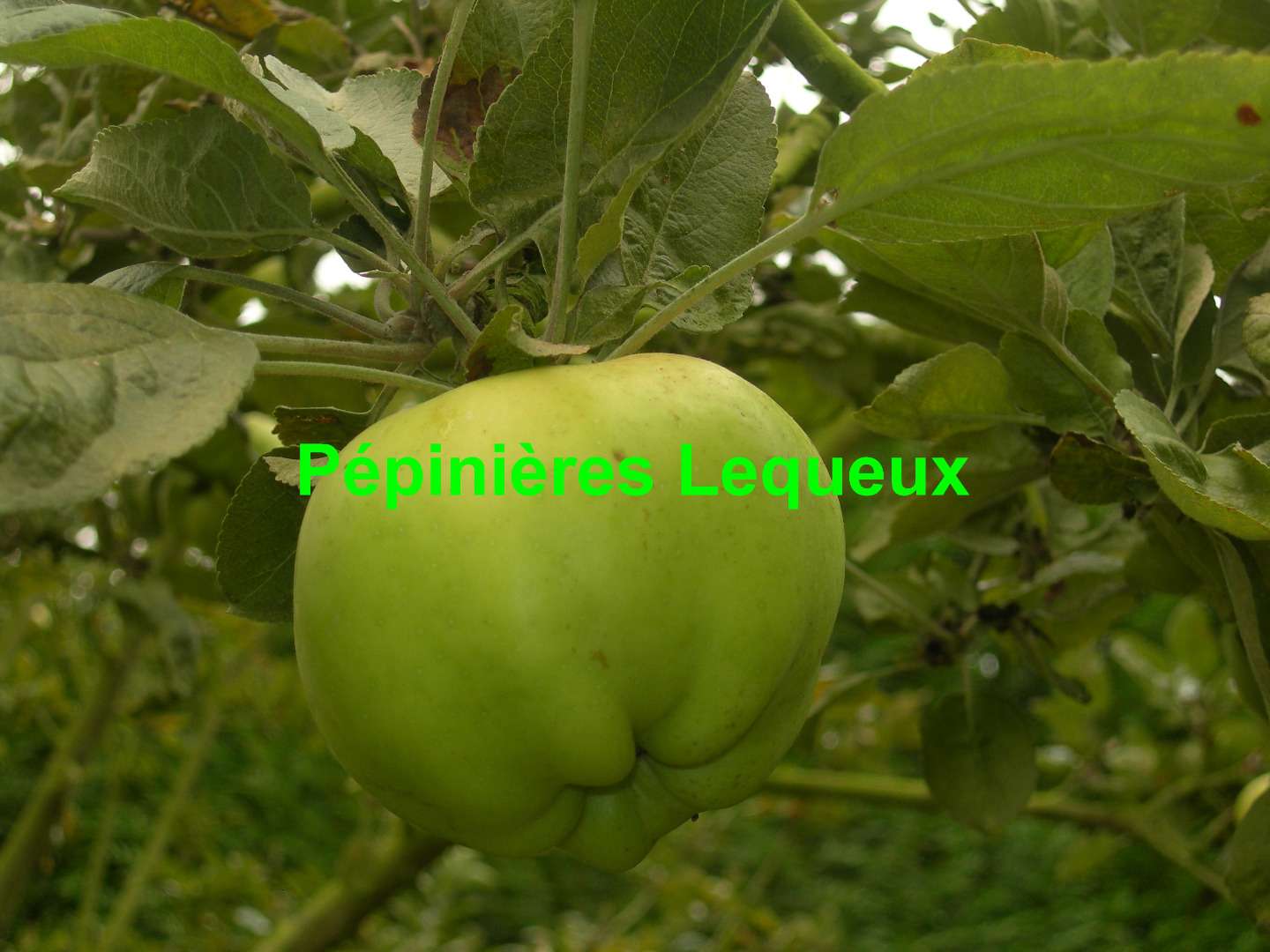 CALVILLE BLANCHE D'HIVER